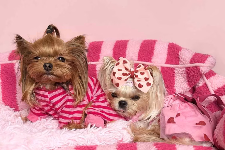 Why Should You Choose Dog Pajamas for Your Pet's Comfort? 12 Why Should You Choose Dog Pajamas for Your Pet's Comfort?