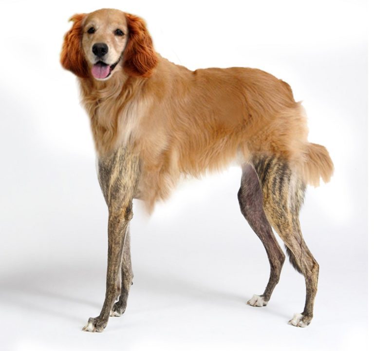 What Dog Breed is This? Try Our Dog Breed Quiz 24 What Dog Breed is This? Try Our Dog Breed Quiz