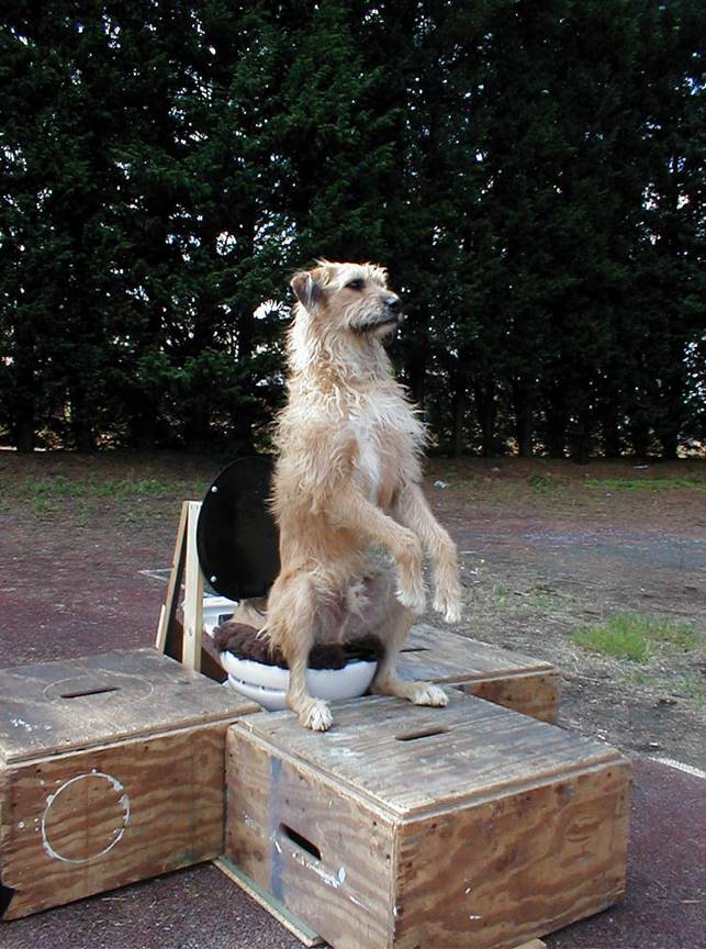 What's It Like To Train Dogs For Harry Potter? 22 What's It Like To Train Dogs For Harry Potter?