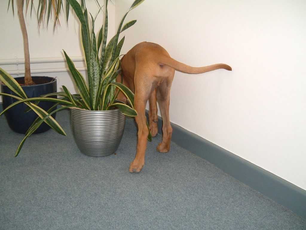 How To Choose A Dog Trainer That's Right For You & Your Dog 4 How To Choose A Dog Trainer That's Right For You & Your Dog