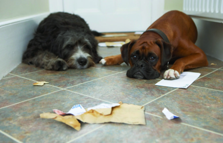 10 Most Common Dog Owner Mistakes [Do You Do This?]