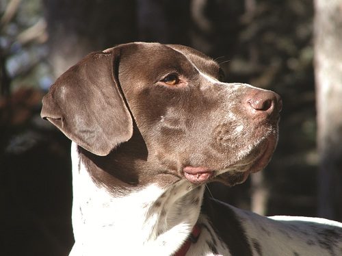 Understanding Your Dog's Emotions