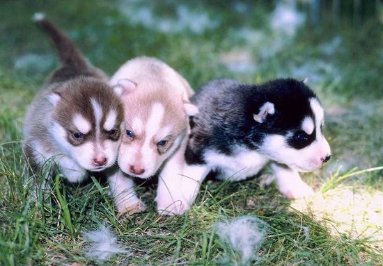 Protecting Your Puppy For The Future 5 Protecting Your Puppy For The Future