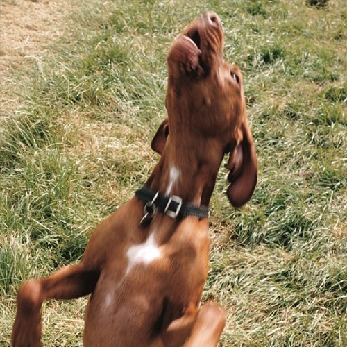 Common Behavioural Problems - Solved! 3 Common Behavioural Problems - Solved!