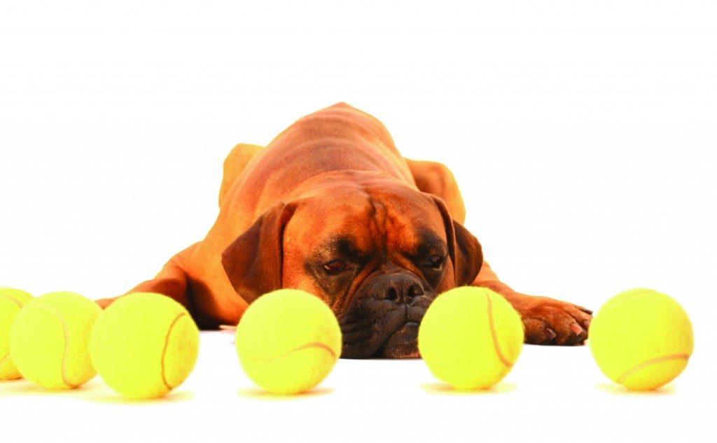 10 Most Common Dog Owner Mistakes [Do You Do This?]