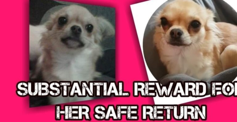 Real Life: ‘My Dog Was Stolen From My Garden’ 3 Real Life: ‘My Dog Was Stolen From My Garden’