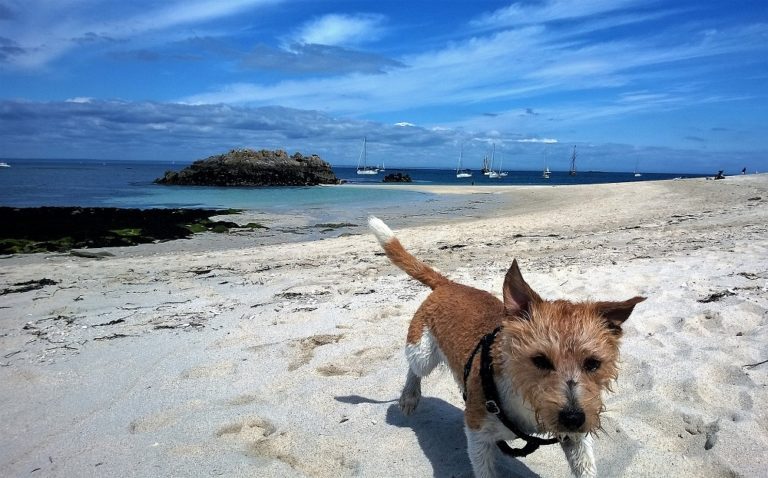 Travelling to France With a Dog? Brittany Needs Your Attention