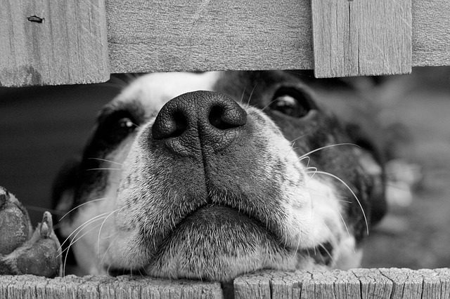 These 6 Iconic Songs Were Inspired by Dogs
