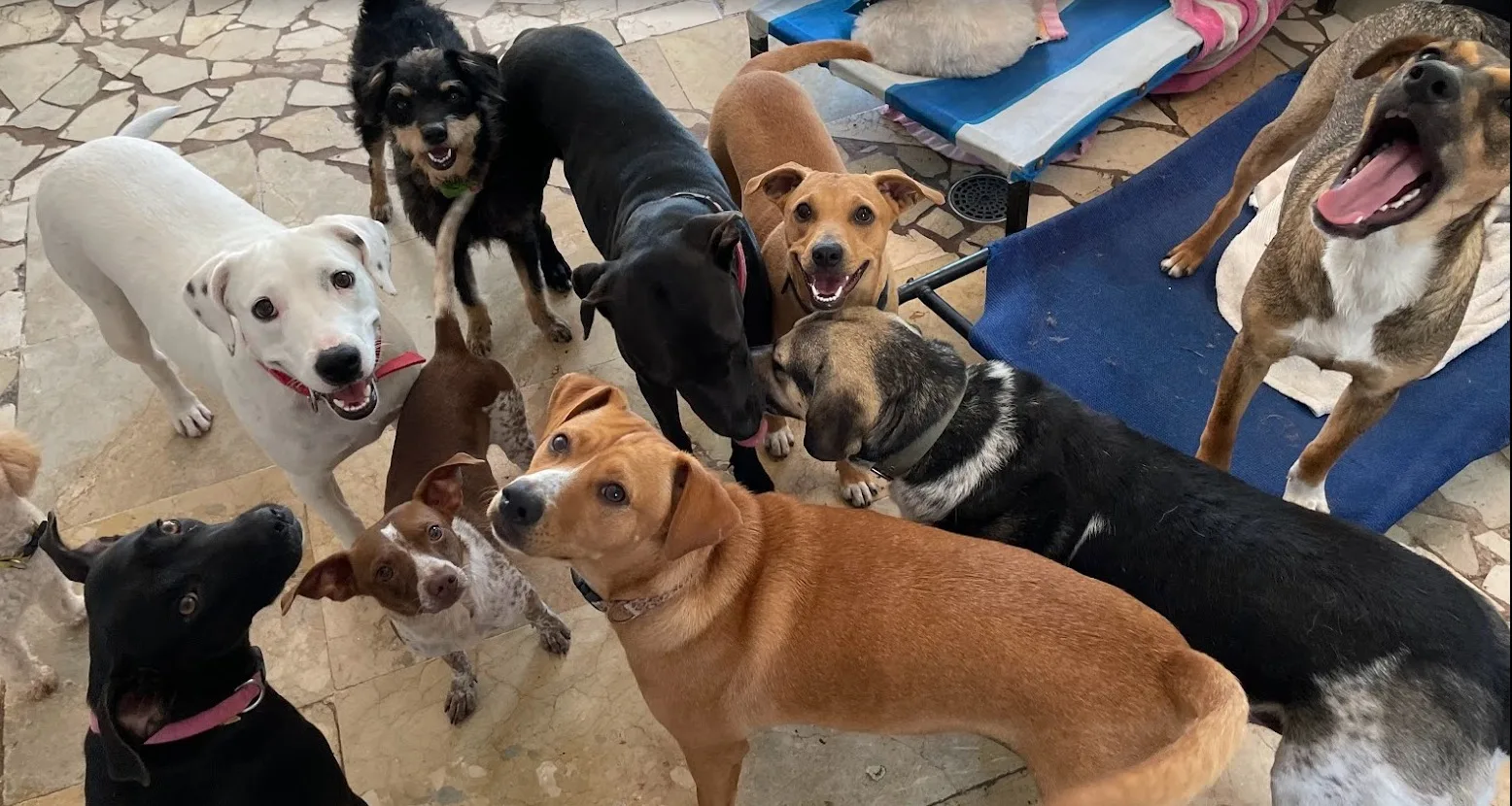 Puerto Vallarta Shelter Invites Tourists to Turn Holiday Visits into Lifesaving Dog Rescues