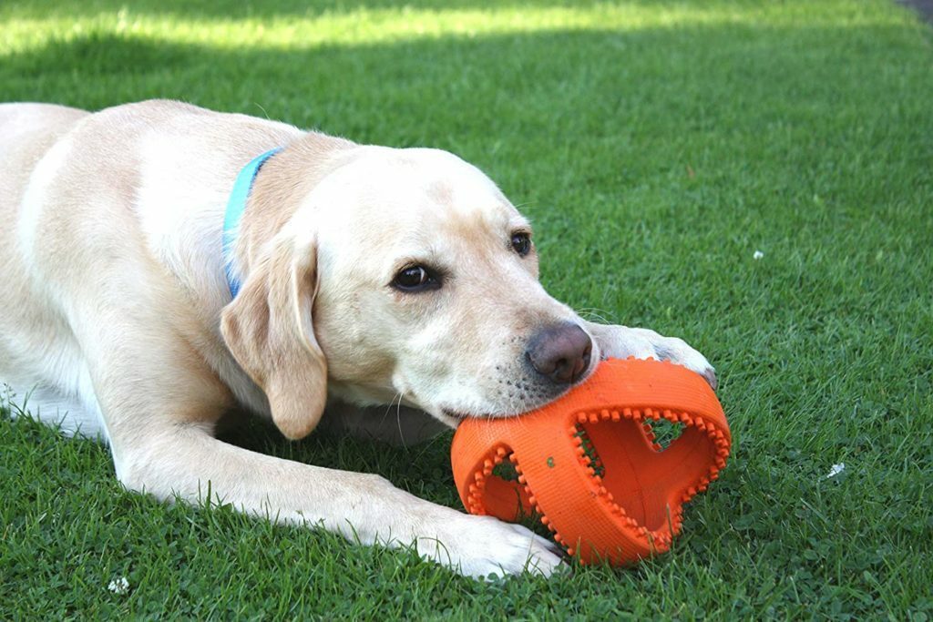 The Best Indestructible Dog Toys You Can Buy