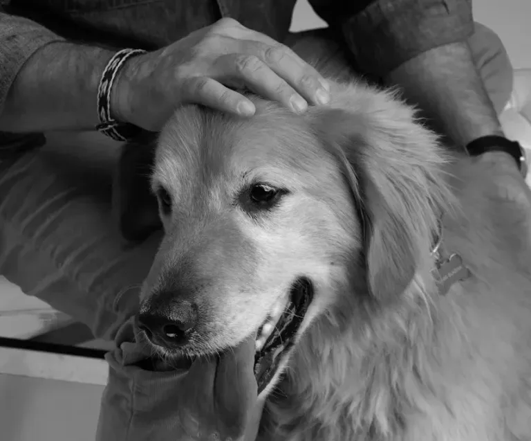 How Dogs Help Us Feel Safe in a World That Doesn’t