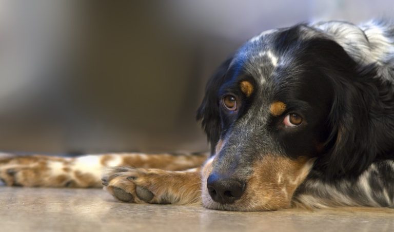 Does Your Dog Secretly Hate it When You Do This? 102 Does Your Dog Secretly Hate it When You Do This?