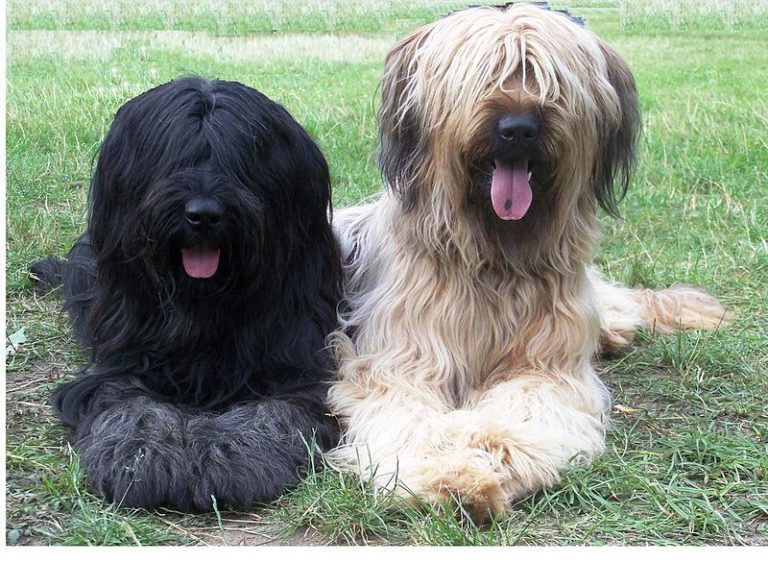 Briards Were the War Dogs of World War I Everyone Wanted: Here’s Why