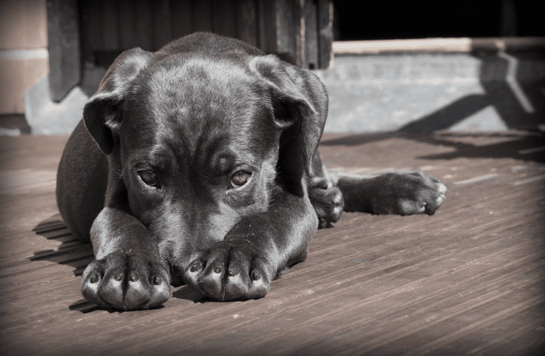 The Simplest Way to Understand the Dangerous Dogs Act & Breed Specific Legislation in the UK