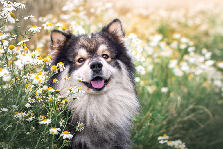 How To Keep Your Dog Healthy: A Guide To Nutrition And Exercise 15 How To Keep Your Dog Healthy: A Guide To Nutrition And Exercise