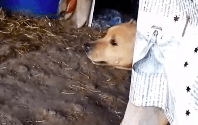 Dog Fighting Crisis: One Year On, What’s Changed?