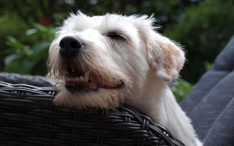 Where Do Dog Fleas Come From? 7 Where Do Dog Fleas Come From?