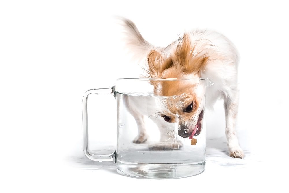 This Dog Photograph Is up for a Prestigious Award, What Do You Think of It?