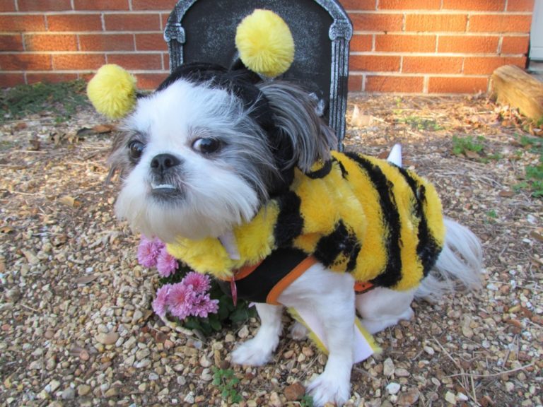 13 Dogs Dressed up for Halloween That Are Guaranteed to Make Your Day 65 13 Dogs Dressed up for Halloween That Are Guaranteed to Make Your Day