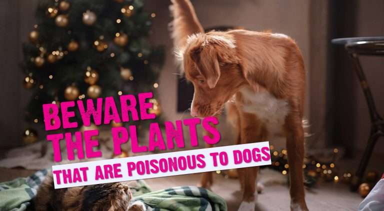 What Plants Are Poisonous To Dogs? 34 What Plants Are Poisonous To Dogs?