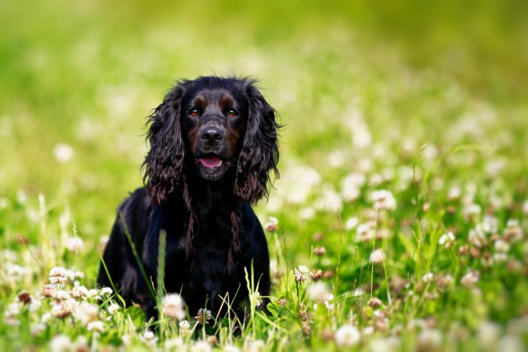 5 Signs Your Dog Might Have Sensitive Skin 24 5 Signs Your Dog Might Have Sensitive Skin