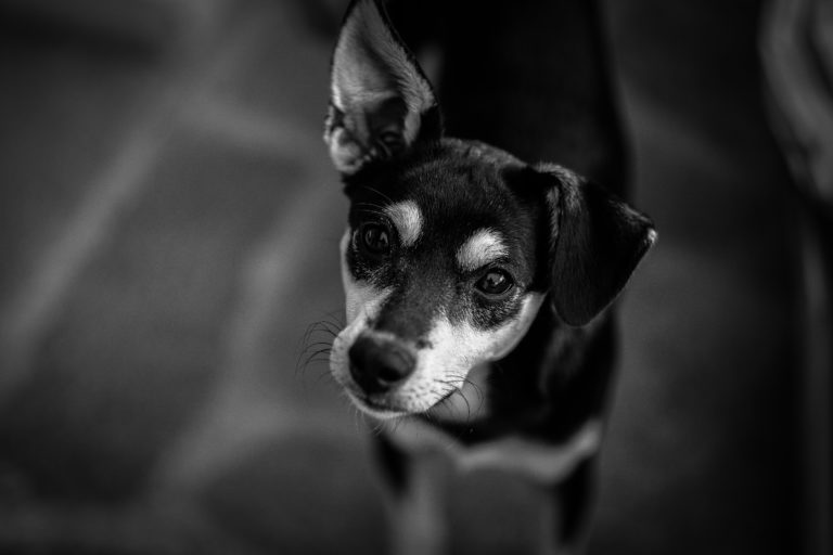 Labour MP Says It's 'Definitely Time for a Review of the Dangerous Dogs Act' 55 Labour MP Says It's 'Definitely Time for a Review of the Dangerous Dogs Act'
