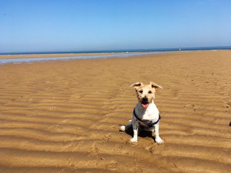 What You Need to Know About Travelling With Your Dog to France (Now and Post-Brexit)