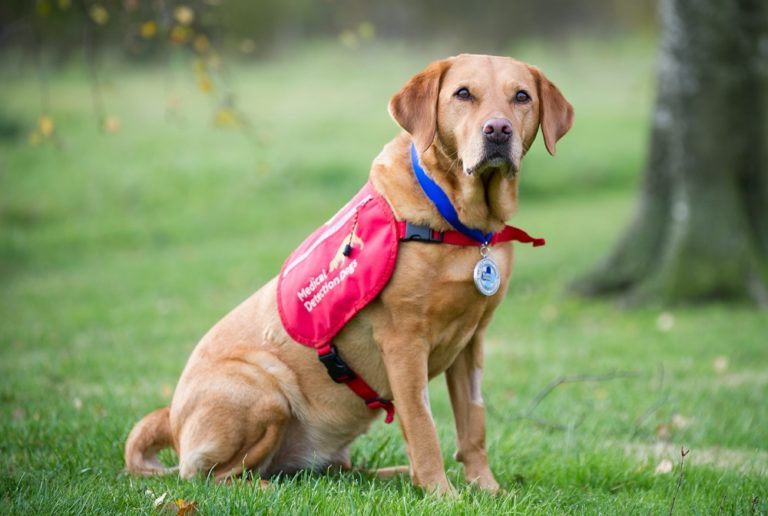 Meet the Labrador Who Helped Us Learn Dogs Could Detect Cancer 85 Meet the Labrador Who Helped Us Learn Dogs Could Detect Cancer