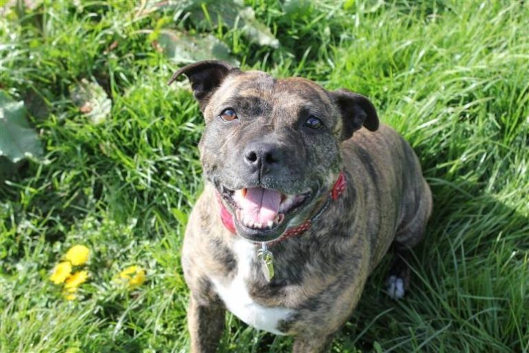This Dog Has Spent Over 10 Years in Rescue, Can You Help Her Find a Home?