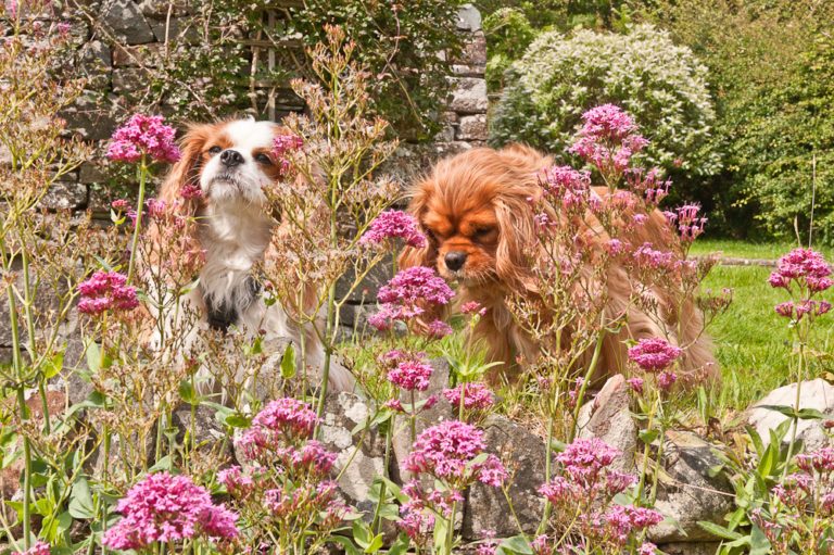You May Think This Dog Is Doing Something Funny, In Fact It's a Sign of a Serious Health Problem - Syringomyelia 97 You May Think This Dog Is Doing Something Funny, In Fact It's a Sign of a Serious Health Problem - Syringomyelia