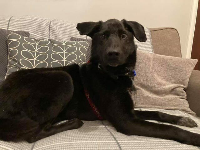 13 Black Dogs Who Need Some Luck 11 13 Black Dogs Who Need Some Luck