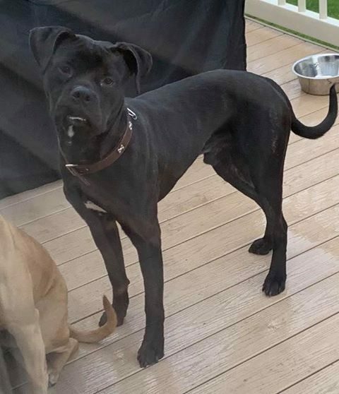 13 Black Dogs Who Need Some Luck 14 13 Black Dogs Who Need Some Luck