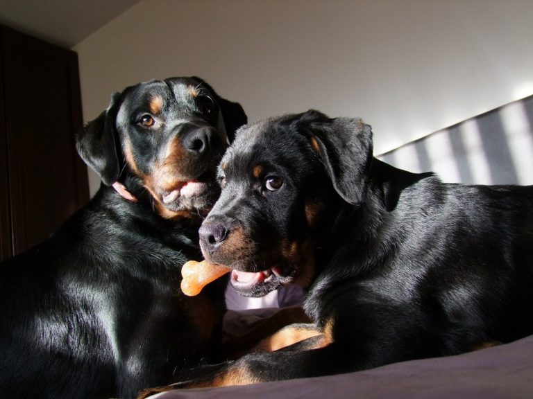 What Breed of Dog Would Play Your Hero? 65 What Breed of Dog Would Play Your Hero?