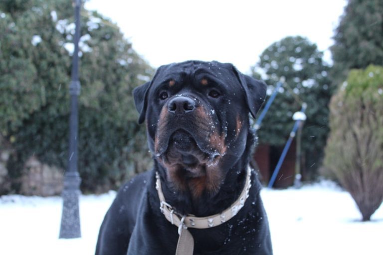 How to Look After Dogs in Snow and Freezing Temperatures 85 How to Look After Dogs in Snow and Freezing Temperatures
