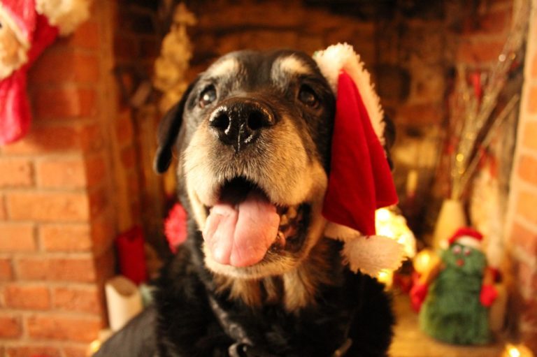 Christmas Gifts for Dogs: How to Buy the Best Present for Your Dog