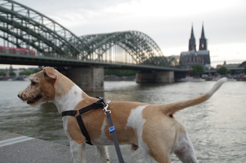 What You Need to Know About DFDS Pet Friendly Cabins: A Dog Owner’s Review