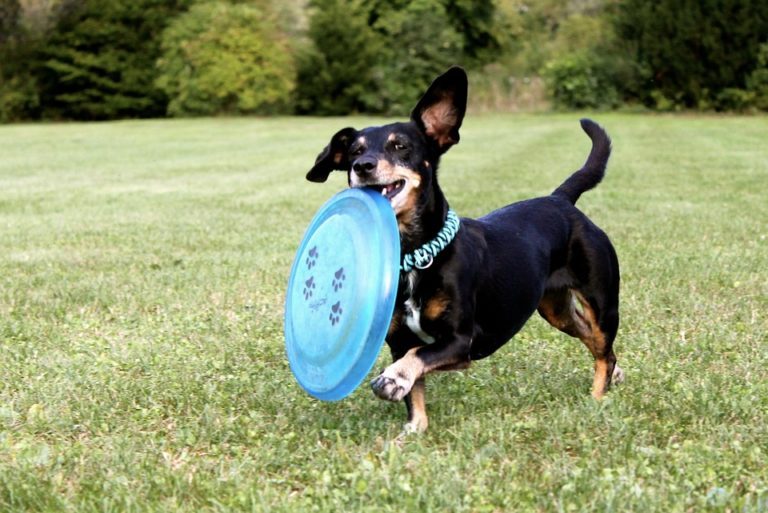 5 Games Your Dogs Will Love, And Why! 61 5 Games Your Dogs Will Love, And Why!