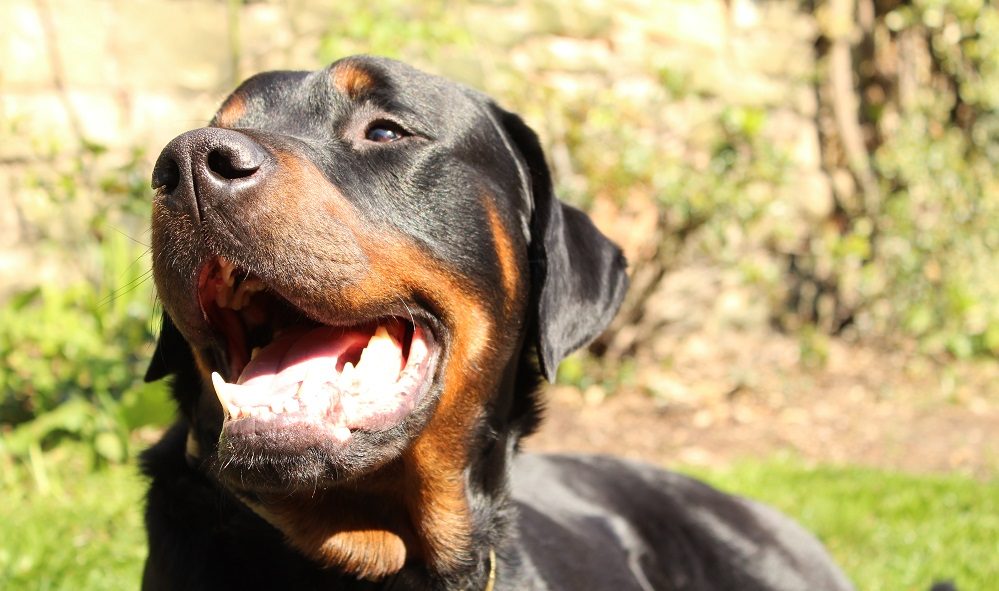 4 Products for Dogs Who Love the Outdoors 1 4 Products for Dogs Who Love the Outdoors