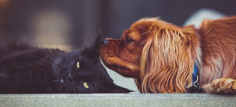 Are Cat and Dog Fleas the Same and What Do They Look Like? 11 Are Cat and Dog Fleas the Same and What Do They Look Like?