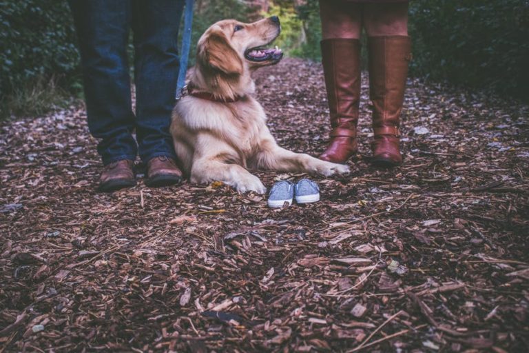 Teach Your Dog To Wipe Their Feet In 3 Easy Steps 15 Teach Your Dog To Wipe Their Feet In 3 Easy Steps