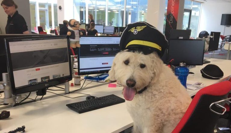 Bring Your Dog to Work Day - When Is It? What Is It? Oh, Look At This! 46 Bring Your Dog to Work Day - When Is It? What Is It? Oh, Look At This!