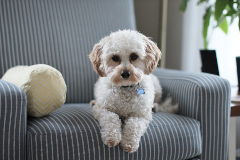 Dog Proofing Your Home: 7 Best Ways to Keep Your Dog Safe
