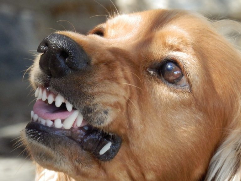 Dog Bite Myths: Statistically You Are More Likely to Die From a Bee Sting Than Dog Attack