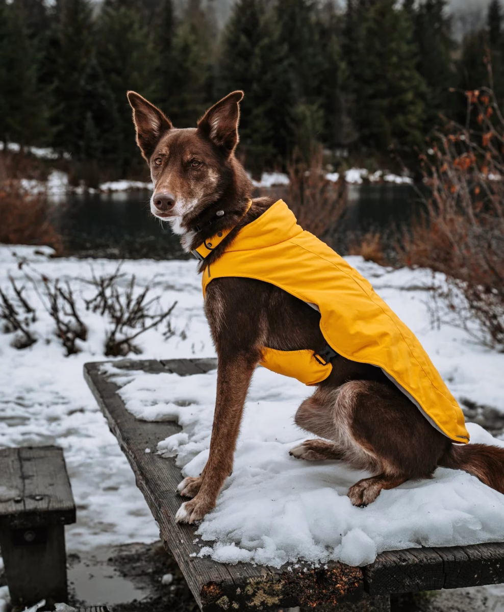 Heated Apparel for Dogs and Dog Owners: Stay Warm During Winter Walks 2 Heated Apparel for Dogs and Dog Owners: Stay Warm During Winter Walks