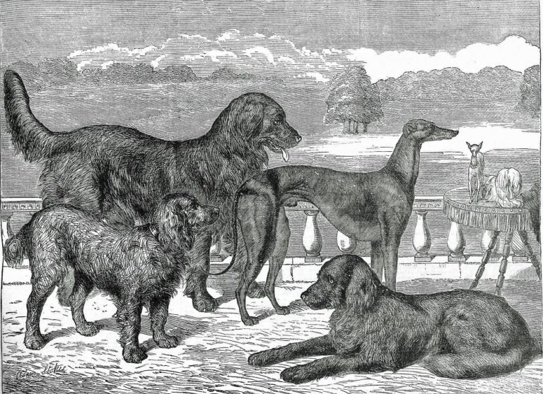 Modern Dog Breeds Were Victorian Inventions 49 Modern Dog Breeds Were Victorian Inventions