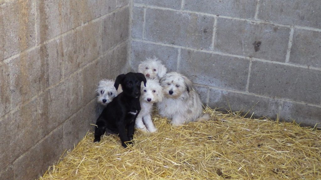 10 Most Common Dog Owner Mistakes [Do You Do This?]