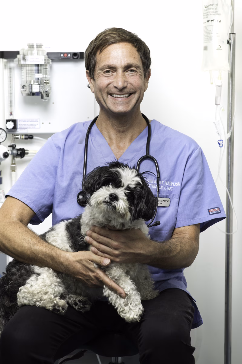 Healing from Within: How Stem Cells Are Transforming the Way We Treat Arthritis in Dogs
