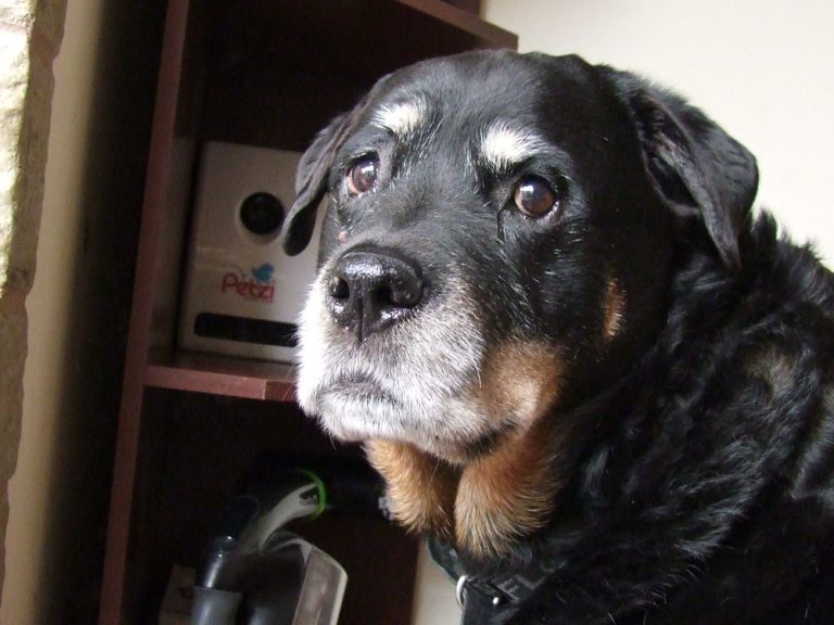 3 Reasons Why You Should Consider Getting Your Dog a Water Fountain