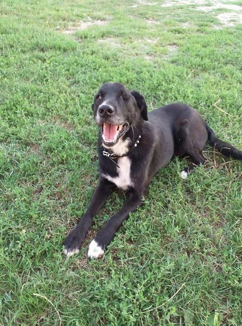 13 Black Dogs Who Need Some Luck 15 13 Black Dogs Who Need Some Luck