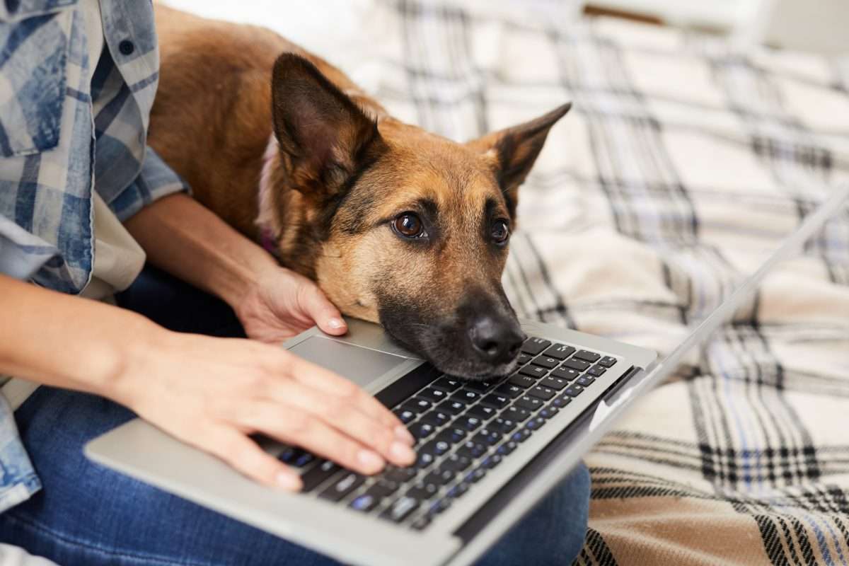 E-books for Dog Owners: Our Top Picks 3 E-books for Dog Owners: Our Top Picks